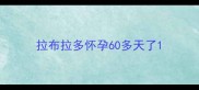 拉布拉多怀孕60多天了