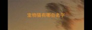 宠物猫有哪些名字