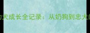 拉布拉多幼犬成长全记录从奶狗到忠犬的可爱变化