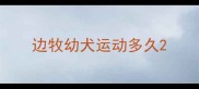 边牧幼犬运动多久