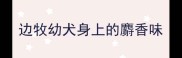 边牧幼犬身上的麝香味