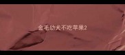 金毛幼犬不吃苹果