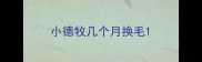 小德牧几个月换毛