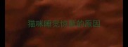 猫咪睡觉惊厥的原因
