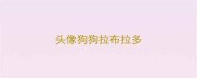 头像狗狗拉布拉多