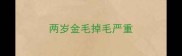 两岁金毛掉毛严重