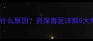 拉布拉多不伸舌头是什么原因资深兽医详解5大常见情况及应对措施