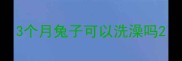 3个月兔子可以洗澡吗