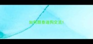 如何跟泰迪狗交流
