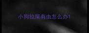 小狗拉屎有虫怎么办
