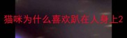 猫咪为什么喜欢趴在人身上