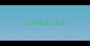 三岁的泰迪怎么养