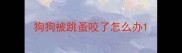 狗狗被跳蚤咬了怎么办
