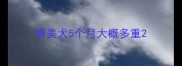 博美犬5个月大概多重