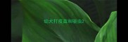 幼犬打疫苗和驱虫