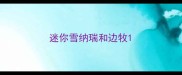 迷你雪纳瑞和边牧
