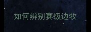 如何辨别赛级边牧