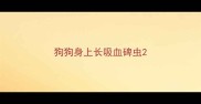 狗狗身上长吸血碑虫