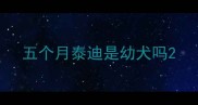 五个月泰迪是幼犬吗
