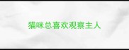 猫咪总喜欢观察主人