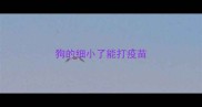 狗的细小了能打疫苗