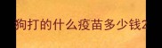 狗打的什么疫苗多少钱