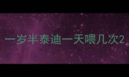 一岁半泰迪一天喂几次