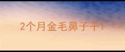 2个月金毛鼻子干