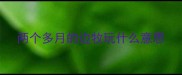 两个多月的边牧玩什么意思