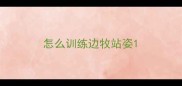 怎么训练边牧站姿