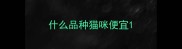 什么品种猫咪便宜