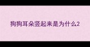 狗狗耳朵竖起来是为什么