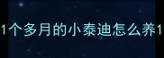 1个多月的小泰迪怎么养