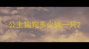 公主狗狗多少钱一只