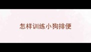 怎样训练小狗排便