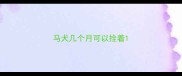 马犬几个月可以拴着