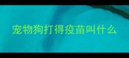 宠物狗打得疫苗叫什么