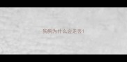 狗狗为什么会走丢