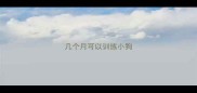 几个月可以训练小狗