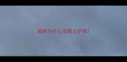 猫咪为什么会阻止铲屎