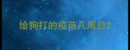 给狗打的疫苗几周后