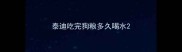 泰迪吃完狗粮多久喝水