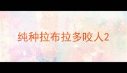 纯种拉布拉多咬人