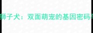 哈士奇狮子犬双面萌宠的基因密码与饲养指南