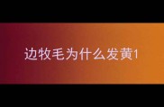 边牧毛为什么发黄