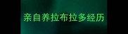 亲自养拉布拉多经历