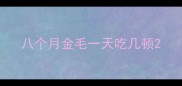 八个月金毛一天吃几顿