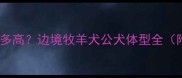 边牧公犬能长多高边境牧羊犬公犬体型全附饲养指南