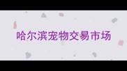 哈尔滨宠物交易市场