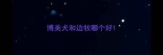 博美犬和边牧哪个好